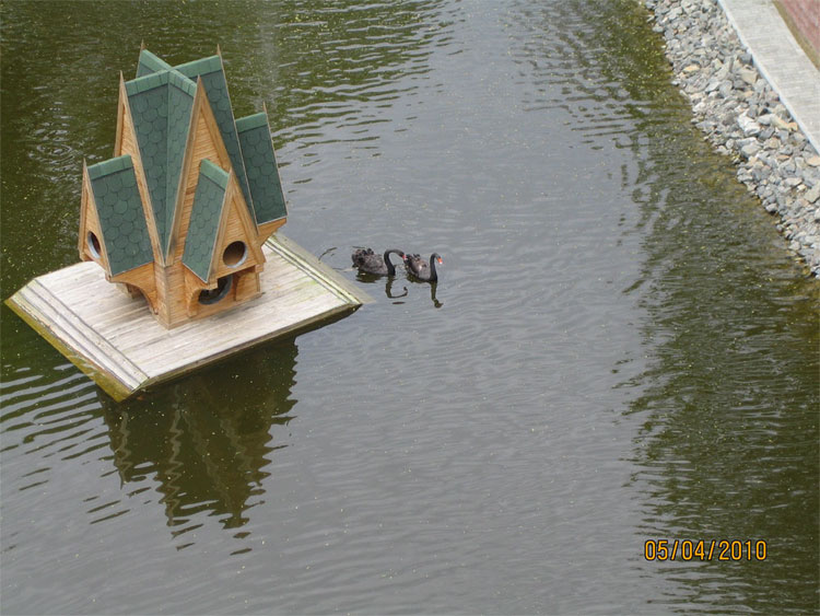 Гомельский парк-пруд-черные лебеди