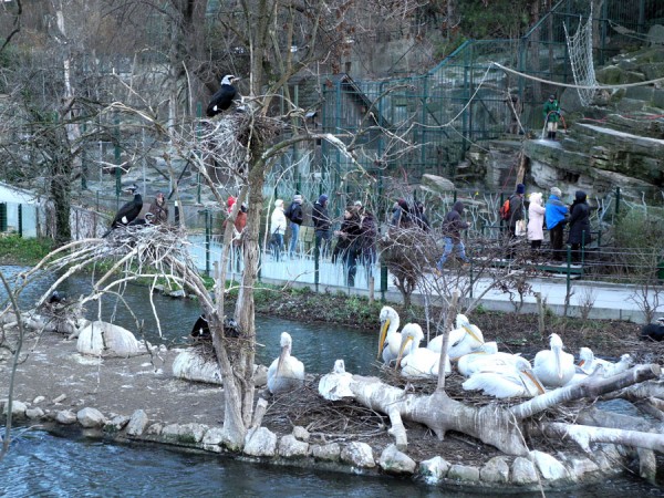 Зоопарк Шенбрунн (Schönbrunn)