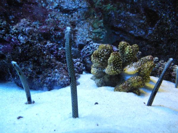 Какие-то морские червякм в океанариуме Siam Ocean World